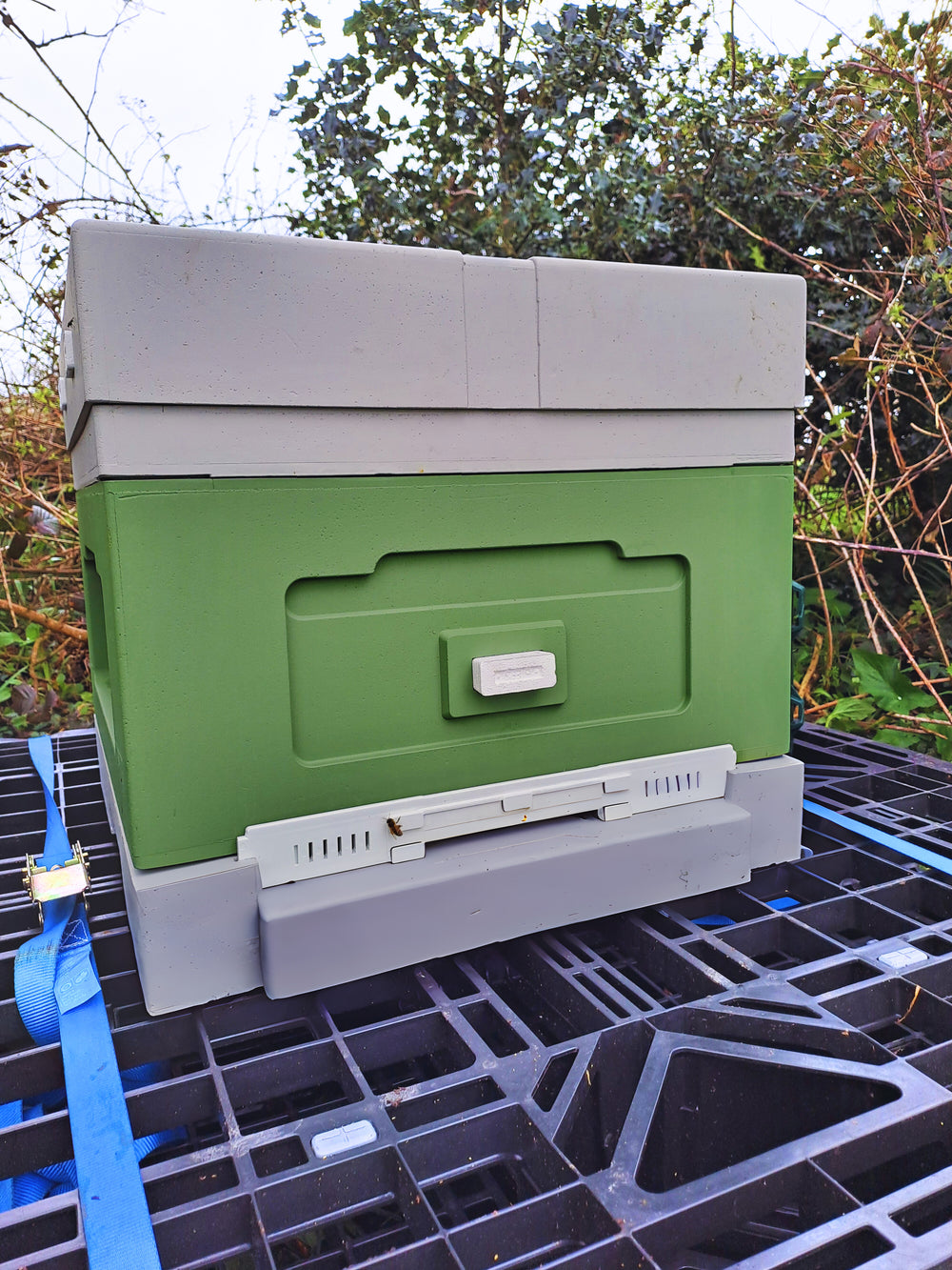 Established National hive colony