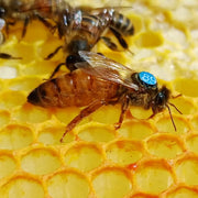 Tested F0 Buckfast Breeder Queen 2025 — Dr. Peter Stöfen Line