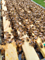 Bespoke Beekeeping Equipment & Nuc Package