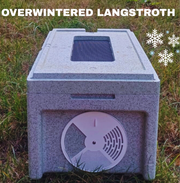 Overwintered Langstroth Nuc for Sale UK | 6-Frame Poly | £330