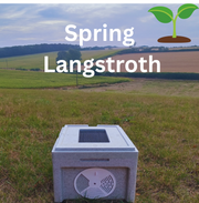 Spring Langstroth nucleus colony for sale in Dorset UK, Flow Hive compatible with 2026 UK-mated Buckfast queen