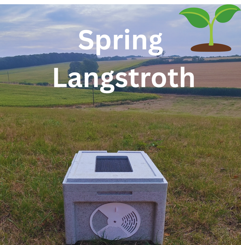 Dorset Poly Spring Langstroth Nucleus Colony - 2026 Delivery