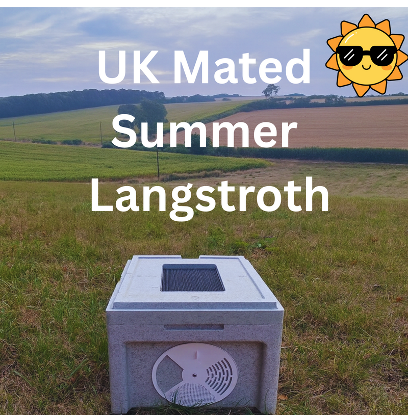 Dorset Poly Summer Langstroth Nucleus Colony - 2026 Delivery