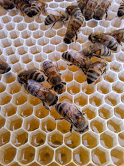 Summer Langstroth nuc of bees in Dorset UK, Buckfast queen, bees covering honeycomb ready for expansion and Flow Hive use