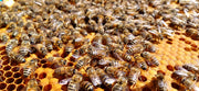 Bees from overwintered National nucleus colony in Dorset clustering on comb with Buckfast or Carniolan queen