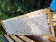 A rame of honey made by F1 Buckfast Bees in a summer nuc