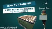 Episode 4: How to Transfer a Nuc to a Full Hive