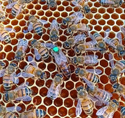 Dorset Carniolan Virgin Queen