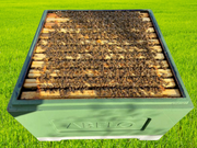 Bee Hive For Sale Dorset