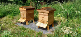 Established Langstroth Beehive with Bees – Dorset