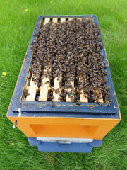 Over Wintered F1 Buckfast National Nucleus Colony (Abelo 6 frame poly hive)