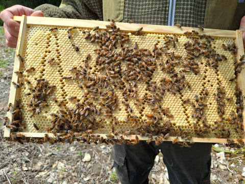 Summer Langstroth nucleus colony Dorset UK,  UK-mated Buckfast queen, bees on Langstroth frames ready to expand