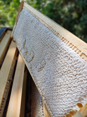 Frame of honey and pollen stores from Spring National nucleus colony with Buckfast or Carniolan queen, Dorset raised